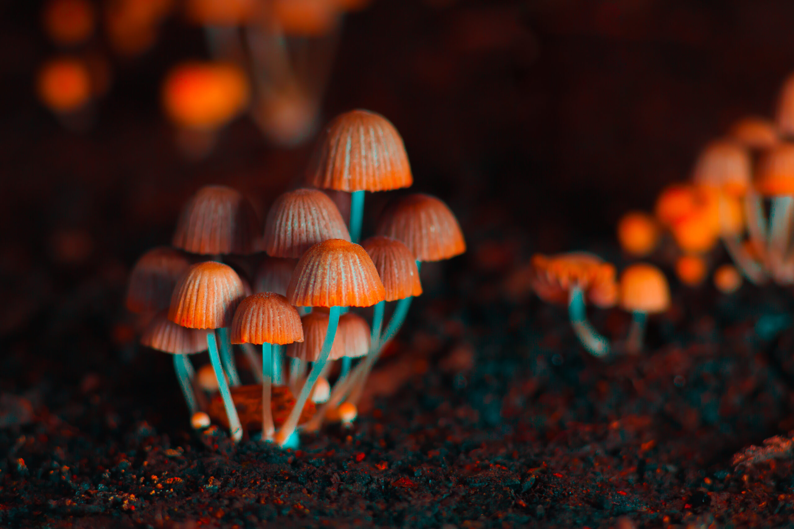 Unlock the Benefits of Microdosing Magic Mushrooms: Discover the Positive Effects of Taking Just the Right Amount!
